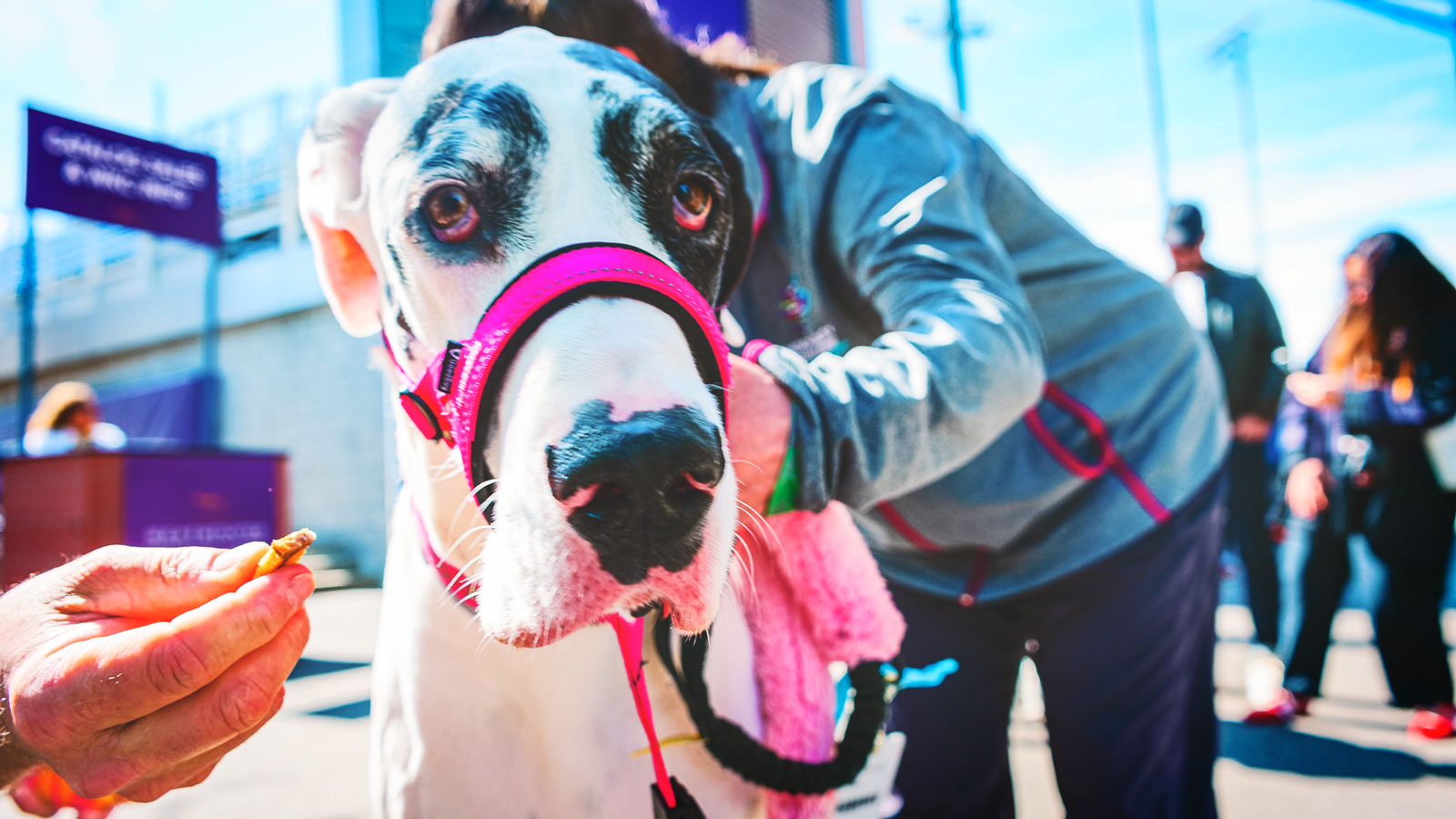 A great Dane in a bright pink harness
