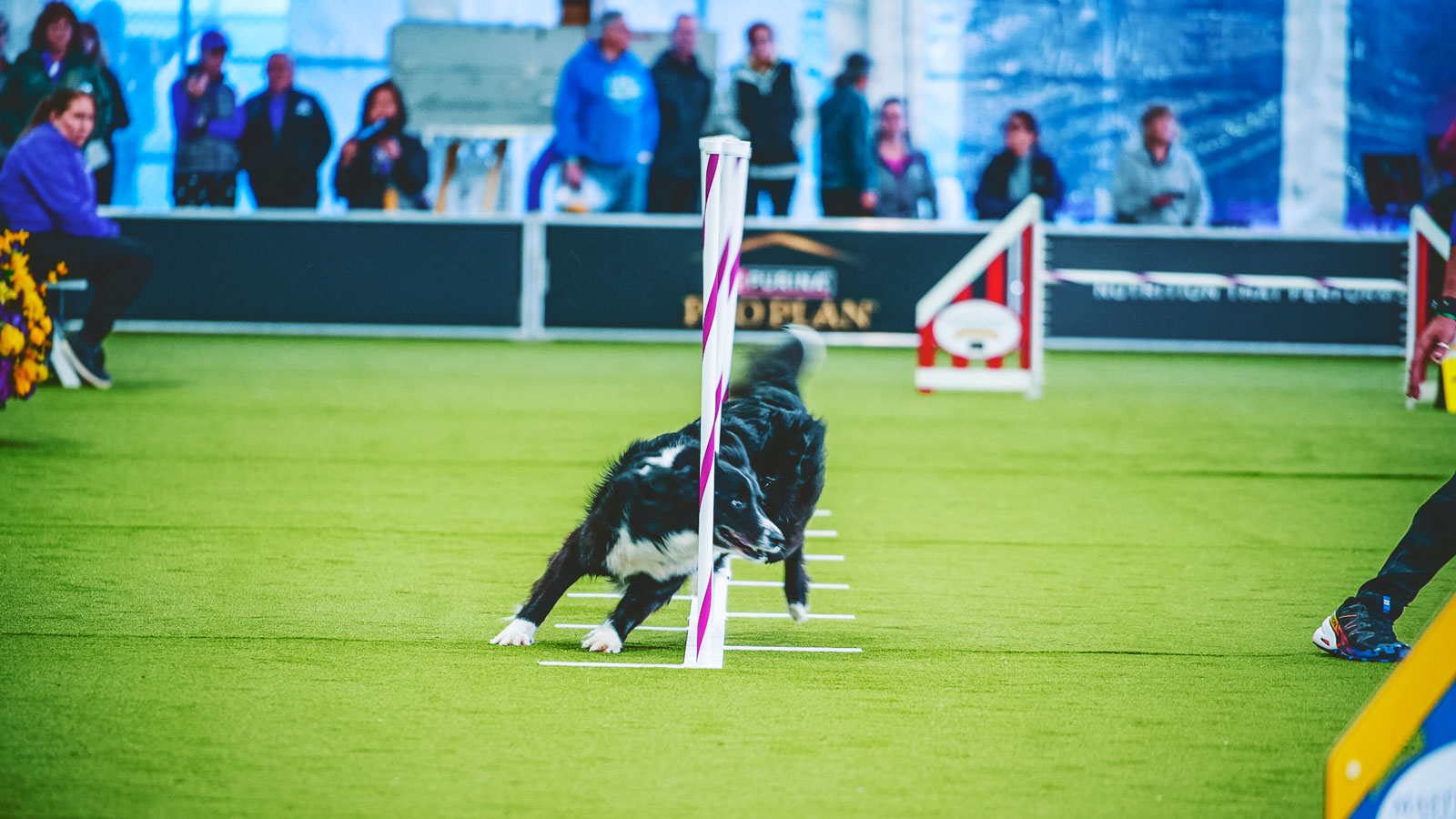 A black and white dog doing the weave poles on an agility course