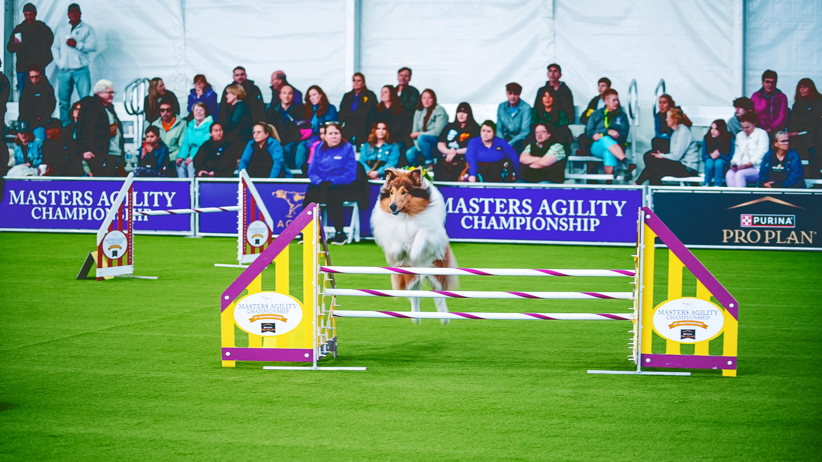 A collie taking a jump on an agility course