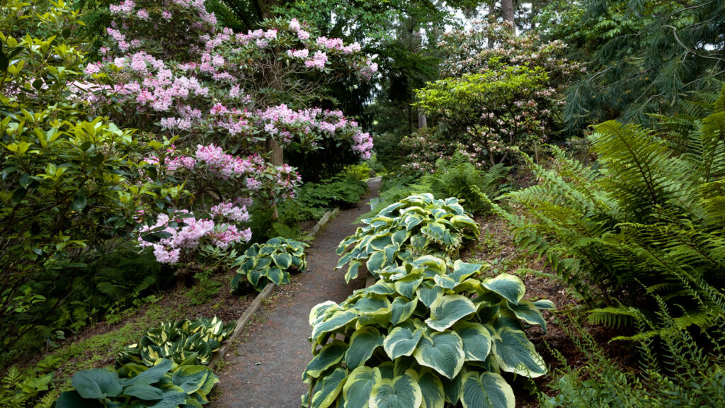 The Knoll, in the Botanic Gardens near Beebe Lake, is home to the Rhododendron Garden