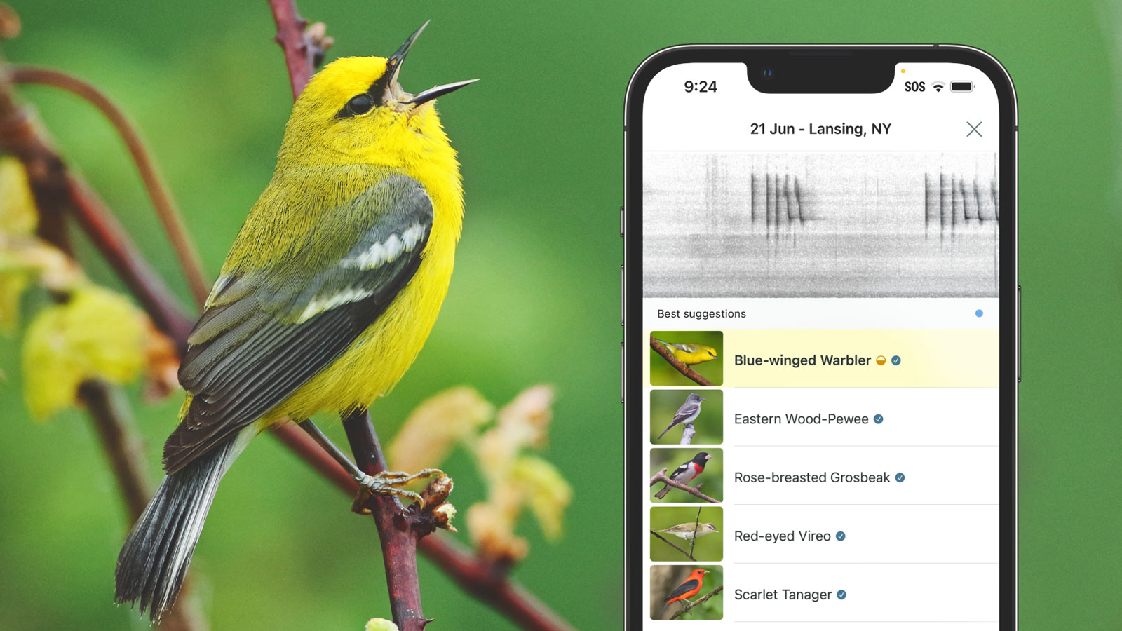 composite image of a blue-winged warbler paired with the Merlin app displayed on a smartphone