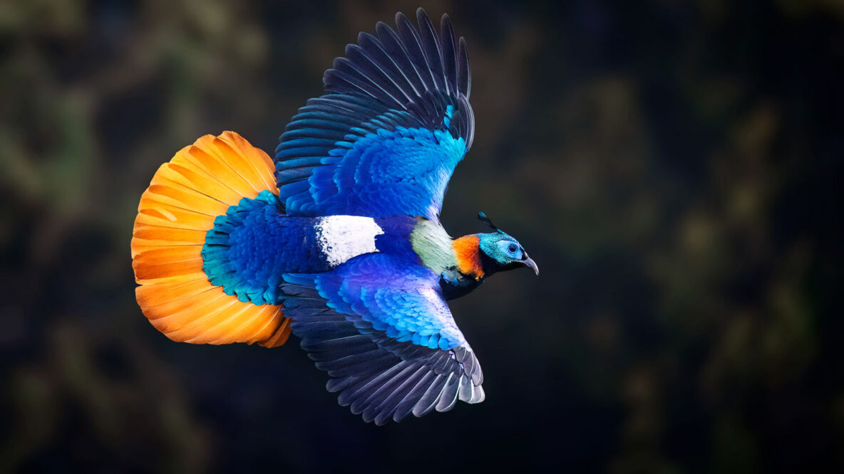 photo of a Himalayan Monal in flight