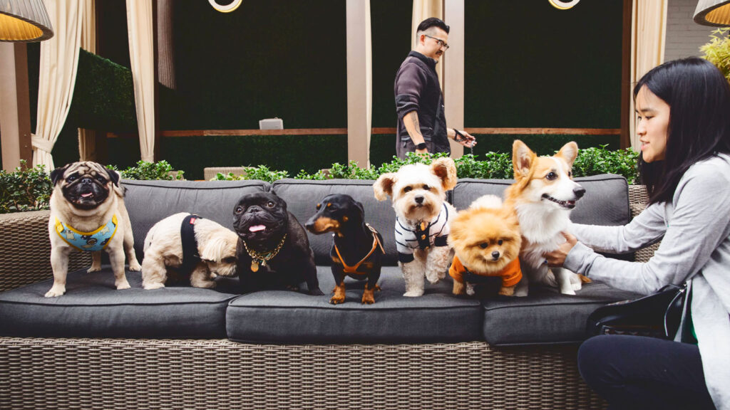 Seven dogs sit on a sofa together during a reception at PetCon