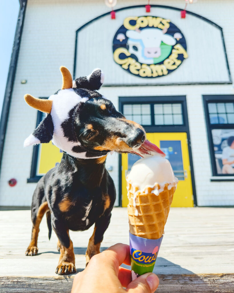 Crusoe the Dachshund licking an ice cream outside of Cows Creamery