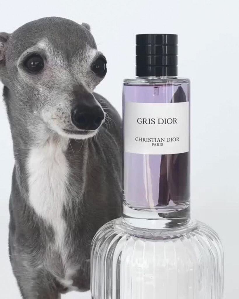 Tina the Iggy poses with a bottle of perfume from Christian Dior