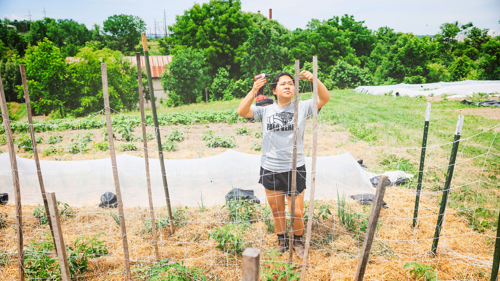 Coco Poopat ’26 uses a drill to hang temporary fencing around garden beds.