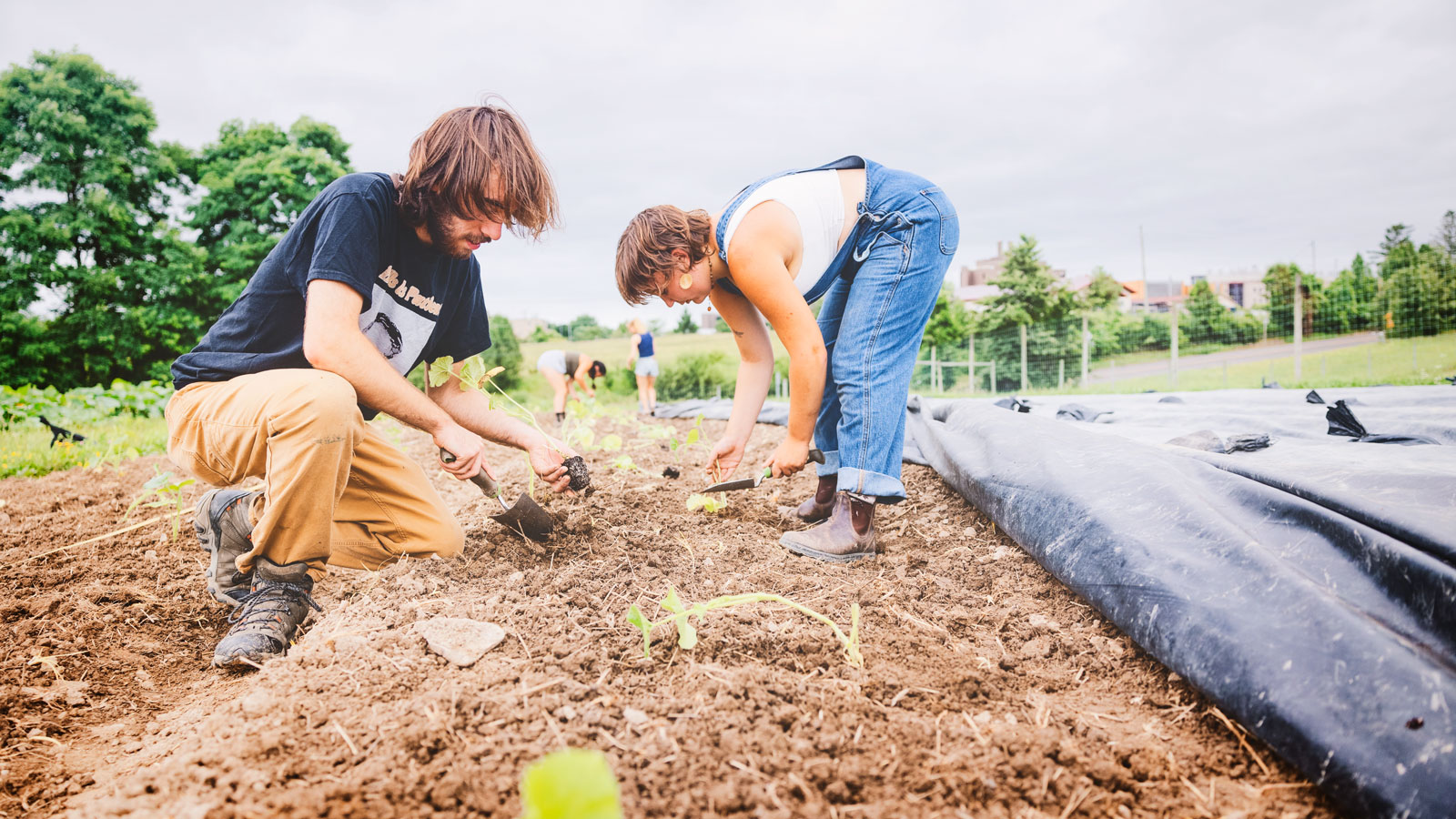 Students plant seeds in a garden bed at Dilmun Hill Student Farm