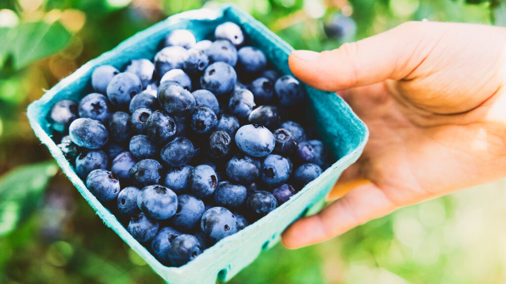 Blueberries from Dilmun Hill Student Farm