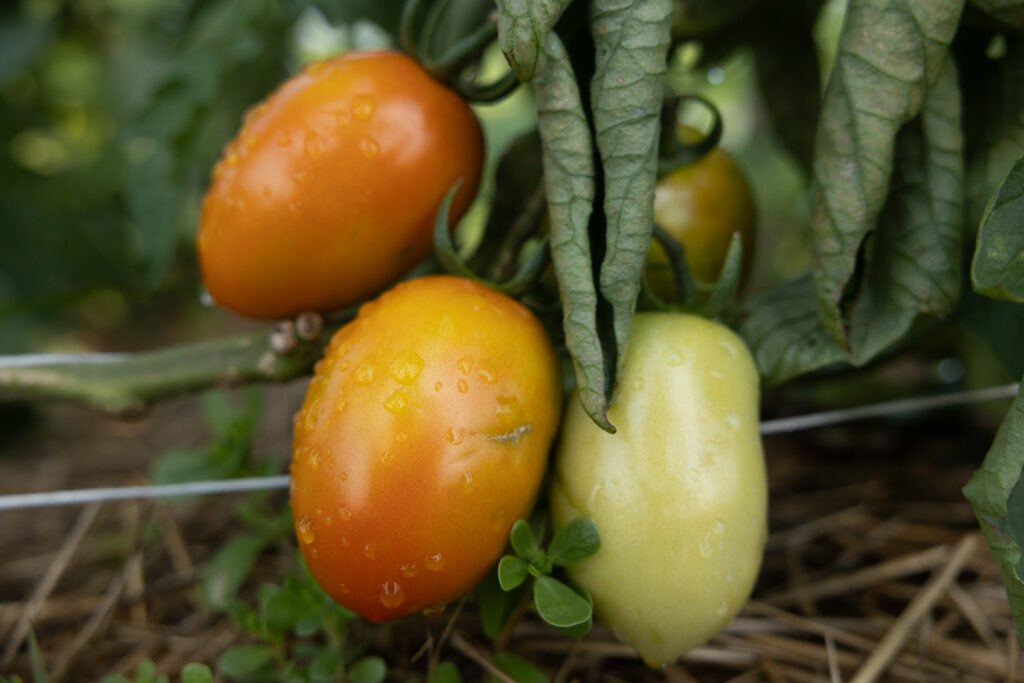 Tomatoes ripening on the vine