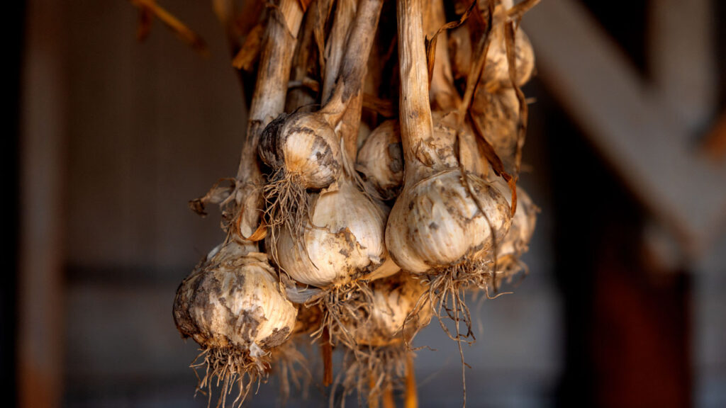 Garlic hung to dry at Dilmun Hill student farm