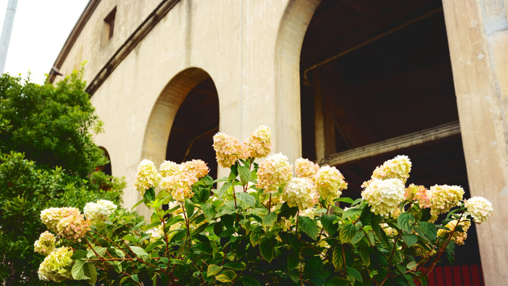 Hydrangea plants outside Schoellkopf Stadium