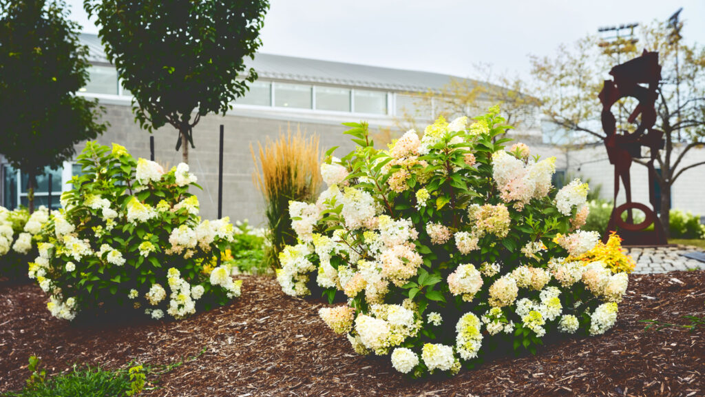 Pink and white hydrangeas outside of the Friedman Wrestling Center