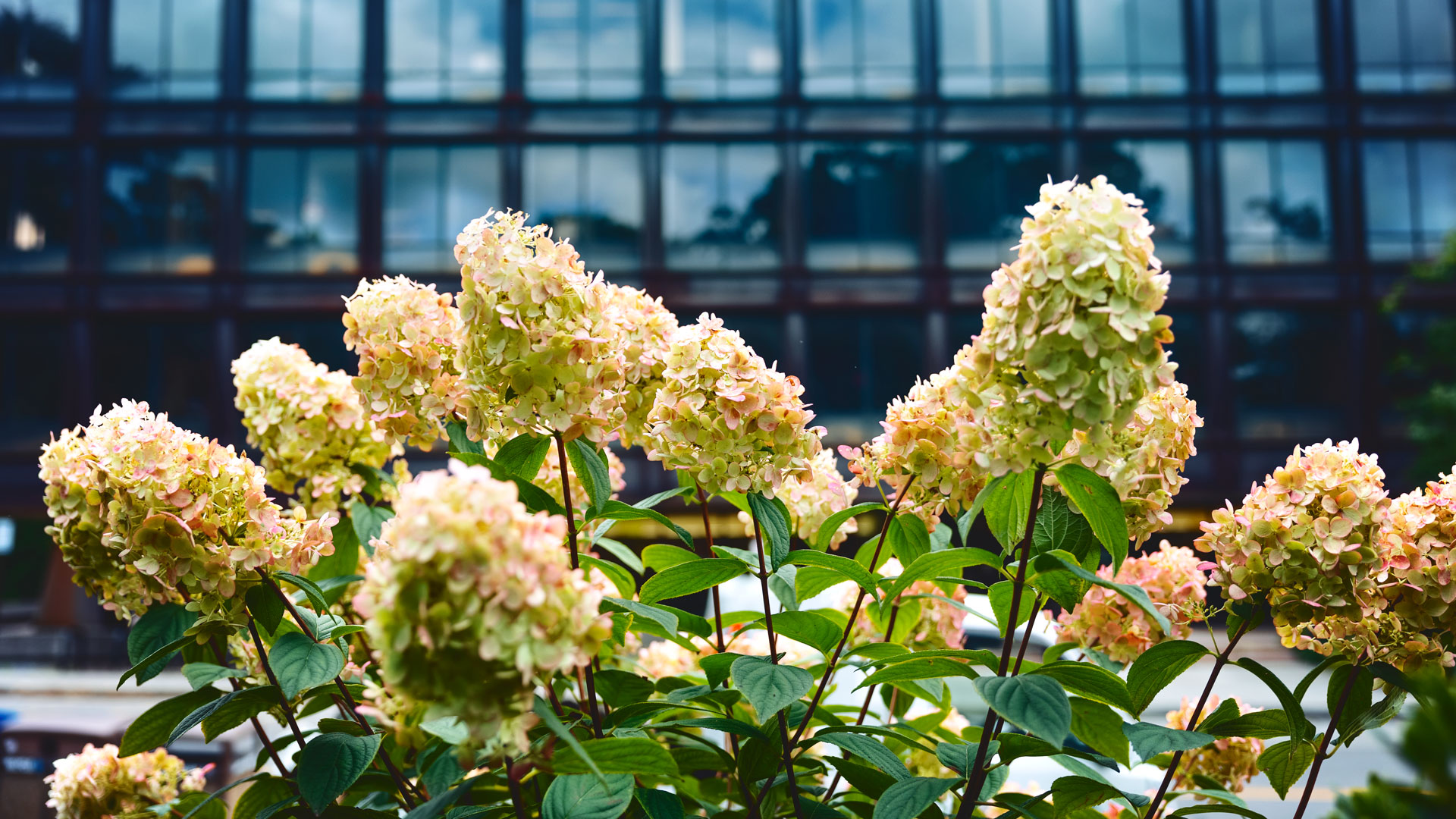 Pink and white hydrangeas outside of Uris Hall.