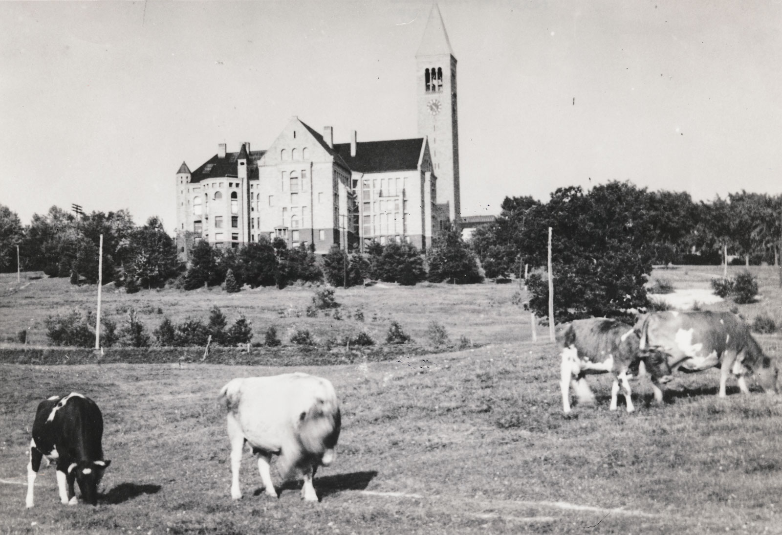 Cows graze at the bottom of Libe Slope in 1891