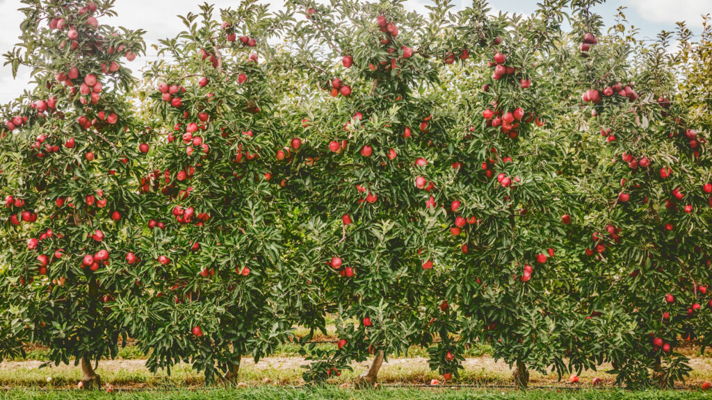 An apple orchard at Cornell AgriTech.