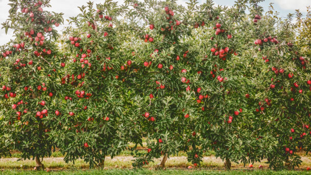 Curious About the Origins of that Crispy Apple? Check Out this Video!