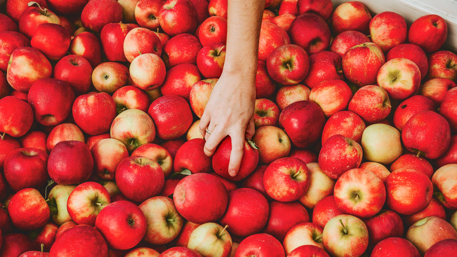 A bin of apples