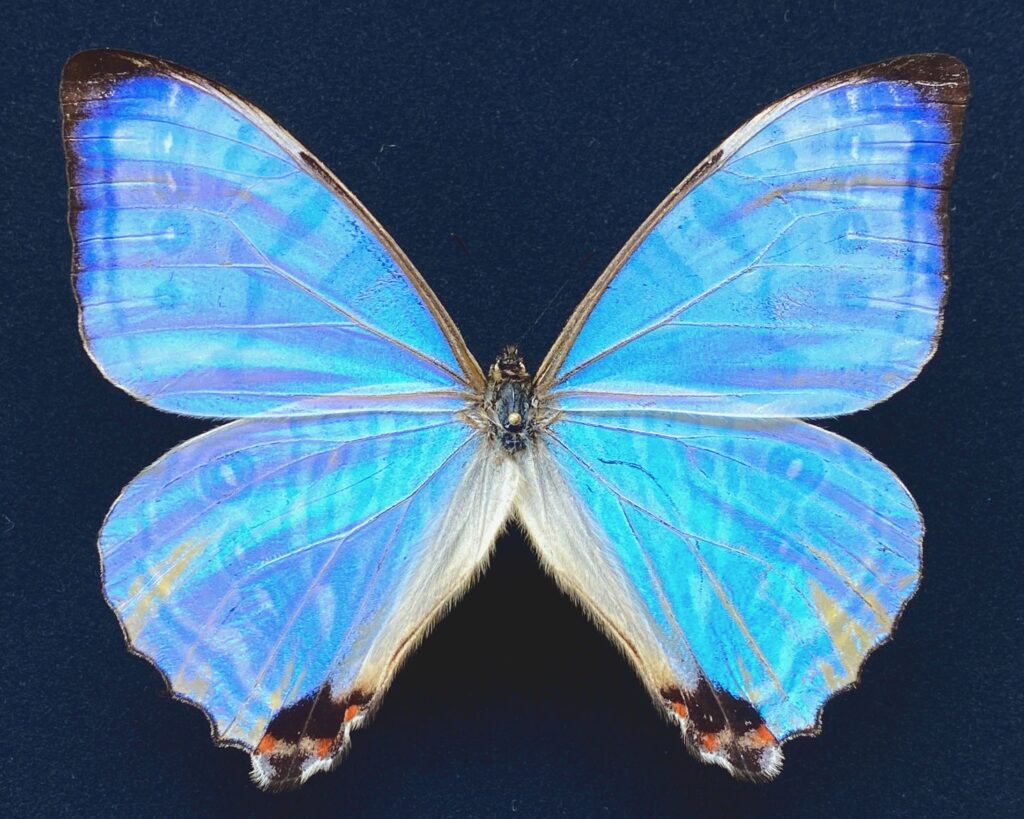 the blue morpho butterfly