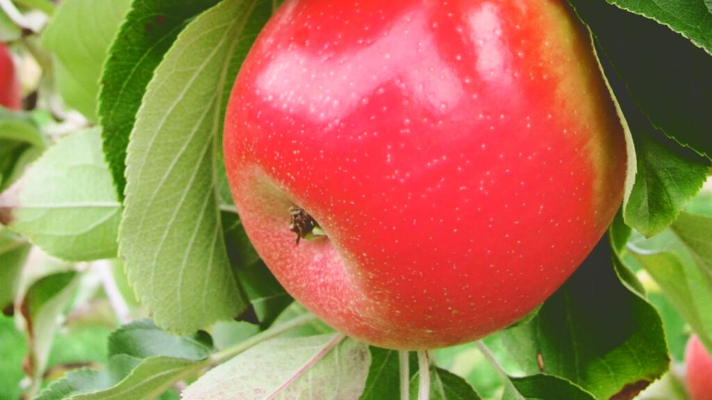 A Cordera apple