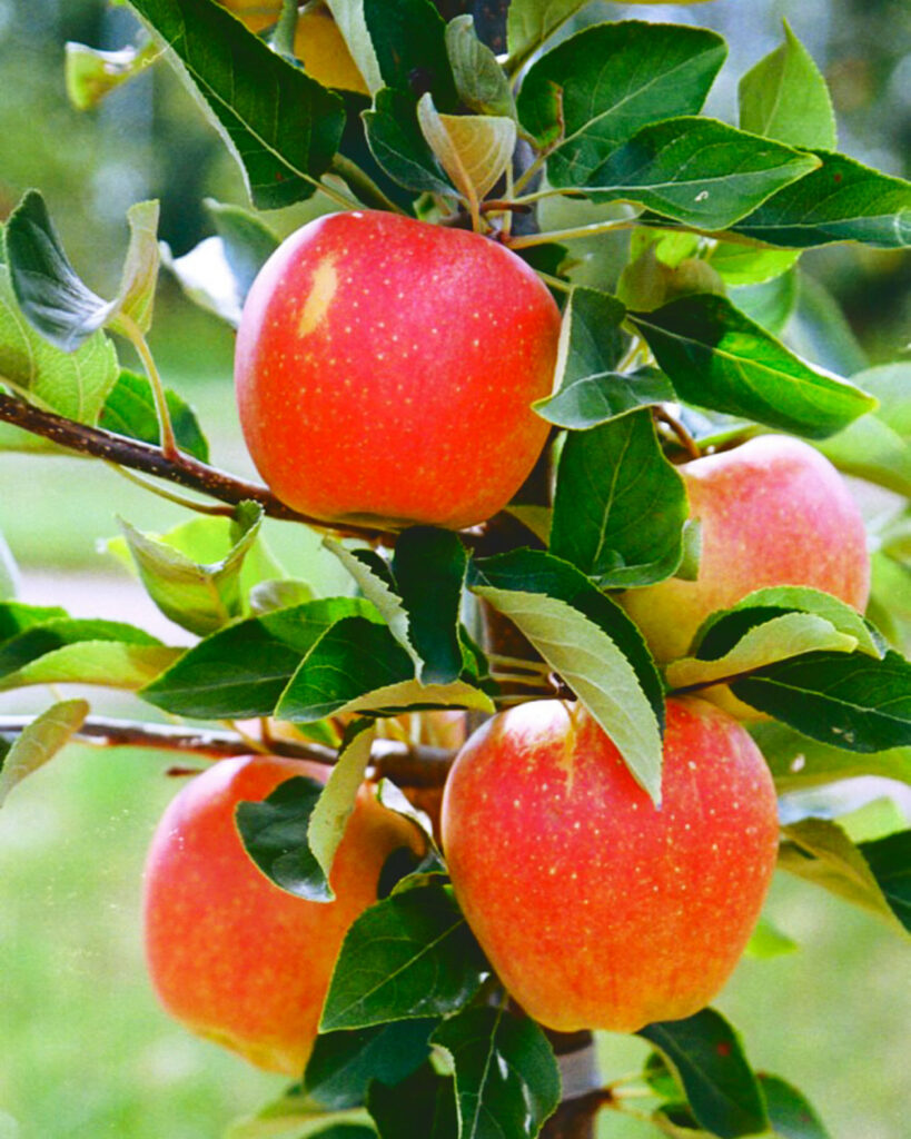 Firecracker apples on a branch