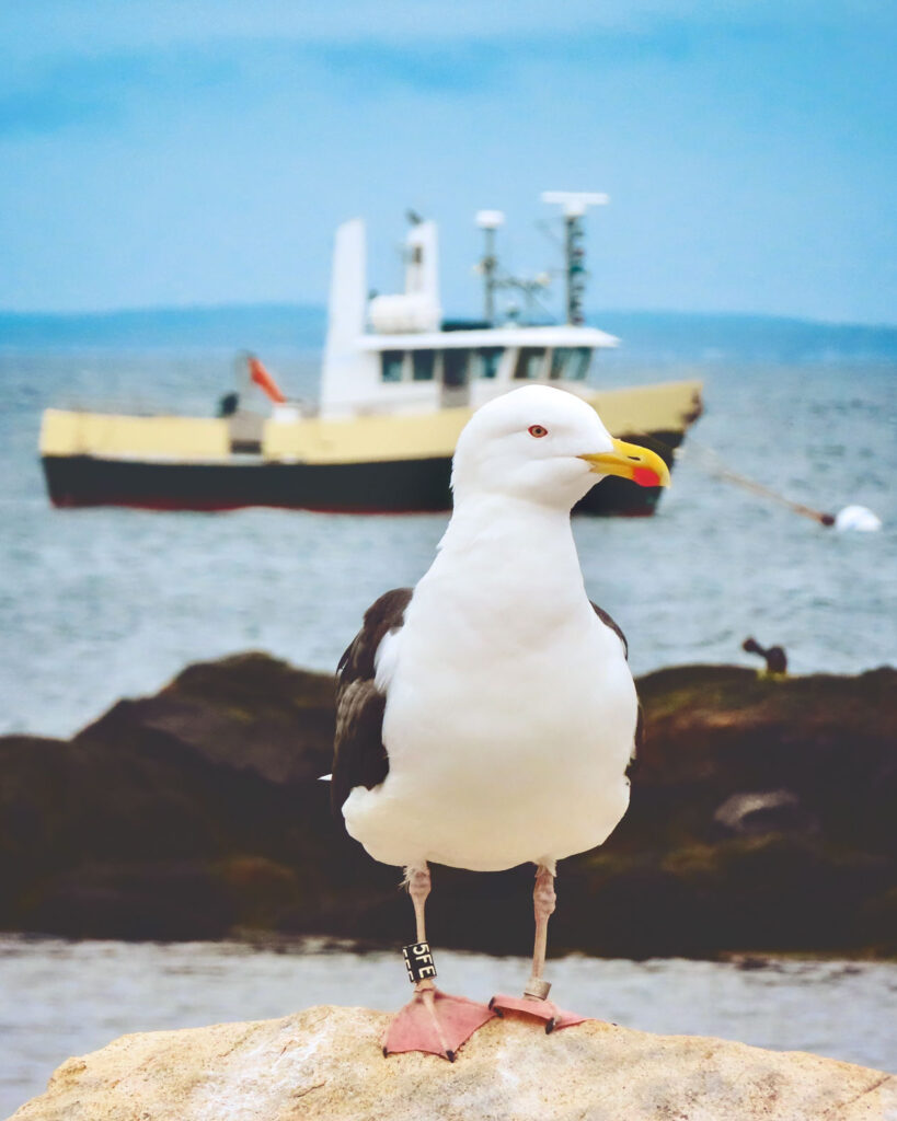 A seagull perched on a rock