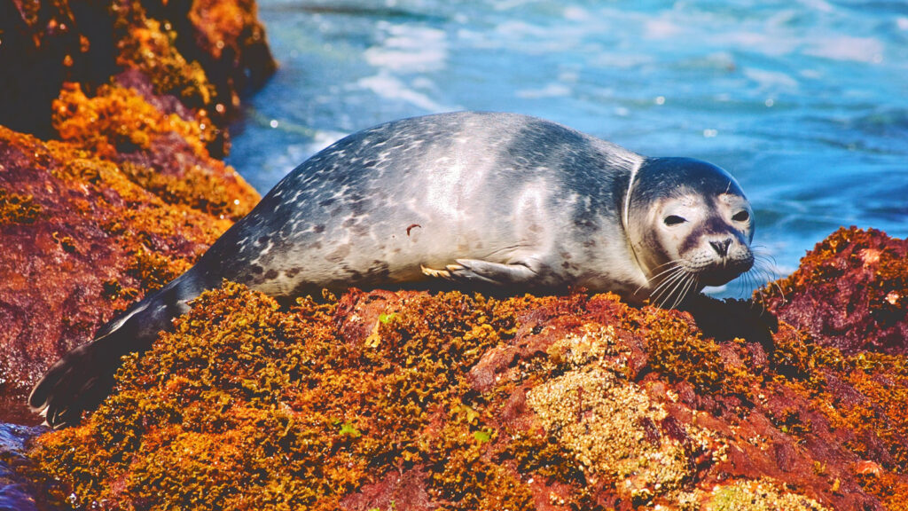 A harbor seal pup on the shore