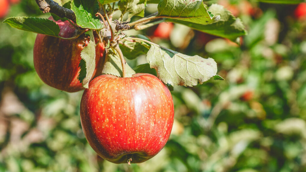 Two Jonagold apples on a branch