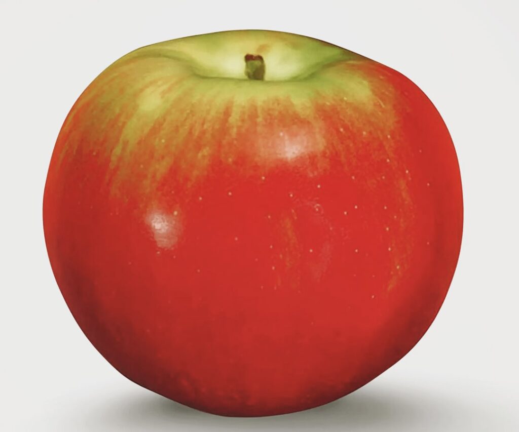 A Jonamac apple