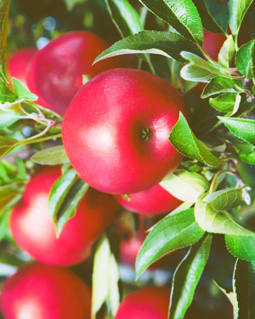 Ruby frost apples on a tree