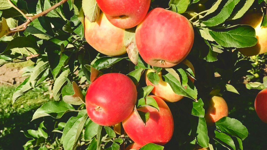 Pink luster apples on a tree.