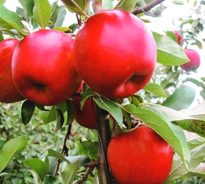 Snapdragon apples on a tree.