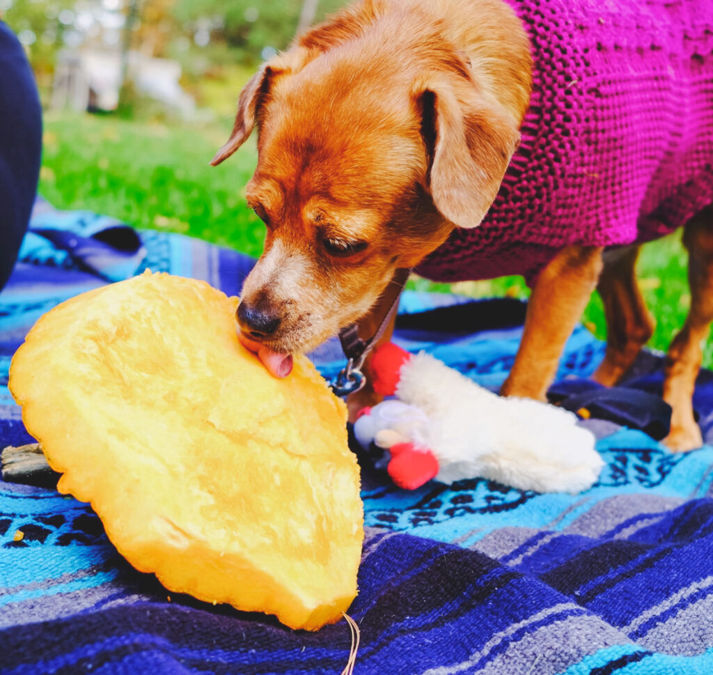 a dog licks the top of a pumpkin that has been removed for carving