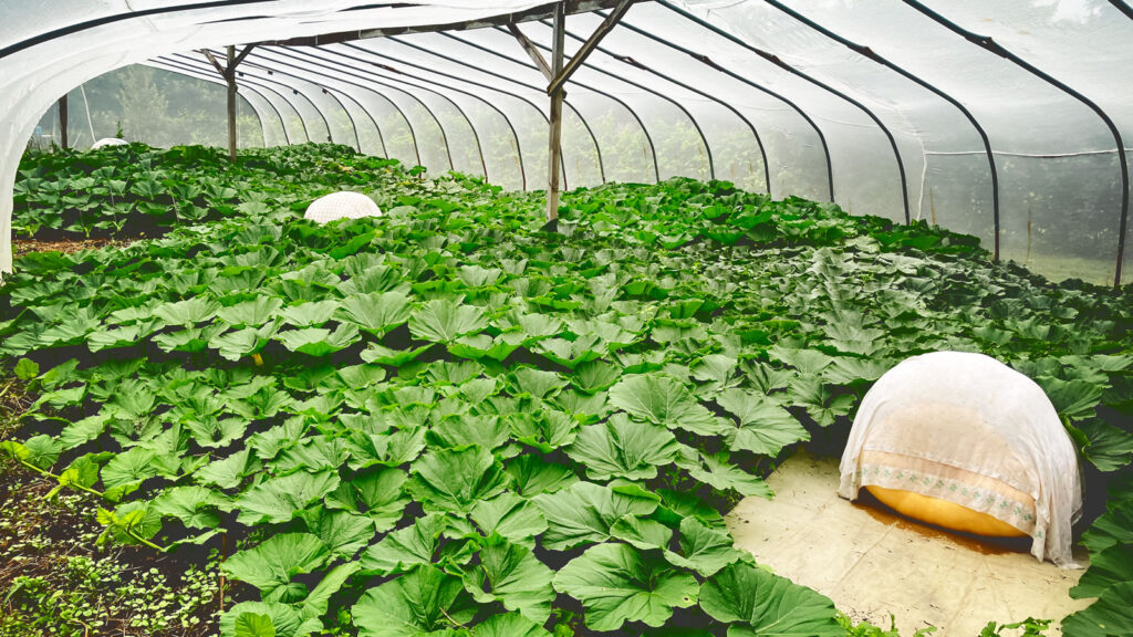 Giant pumpkins growing in Noel's greenhouse.