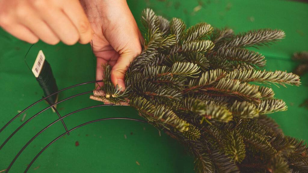 A section of greenery is held onto a metal wreath frame to be wrapped tightly around it with wire.