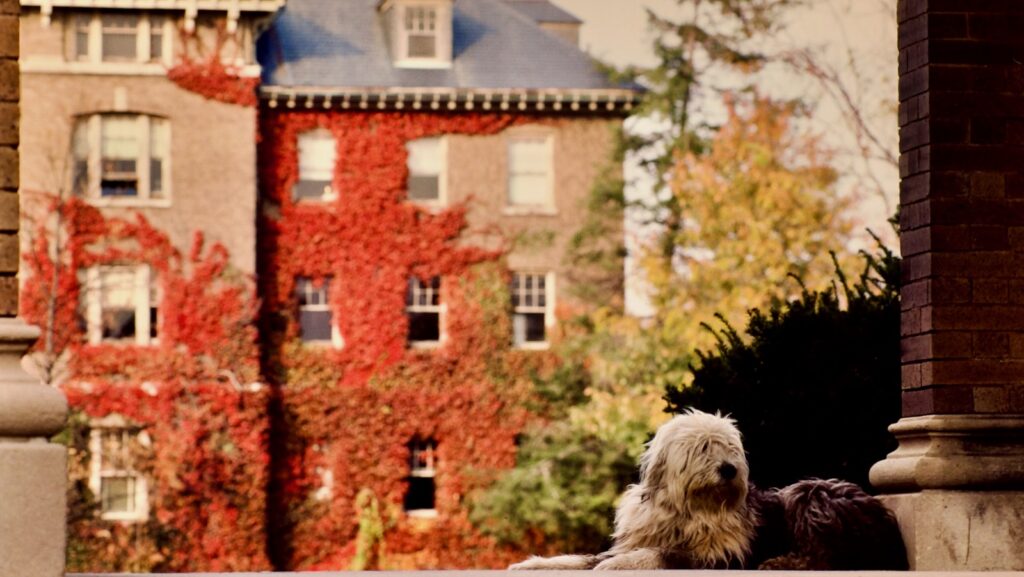 a dog relaxes near the entrance to a campus building with colorful ivy visible on a building in the background, 1983