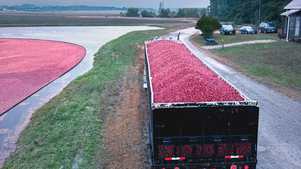 A truck carrying freshly harvested cranberries from the bog.