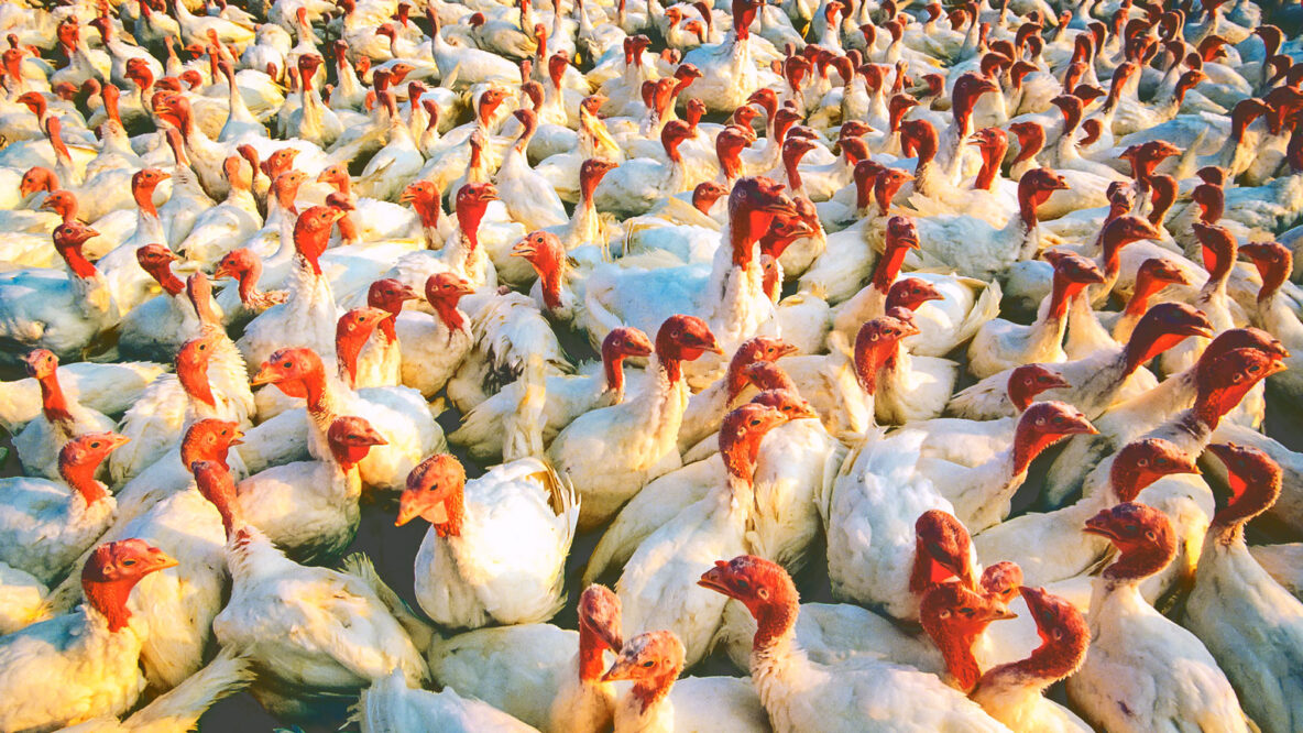 Why Your Thanksgiving Turkey Has a Cornell Pedigree