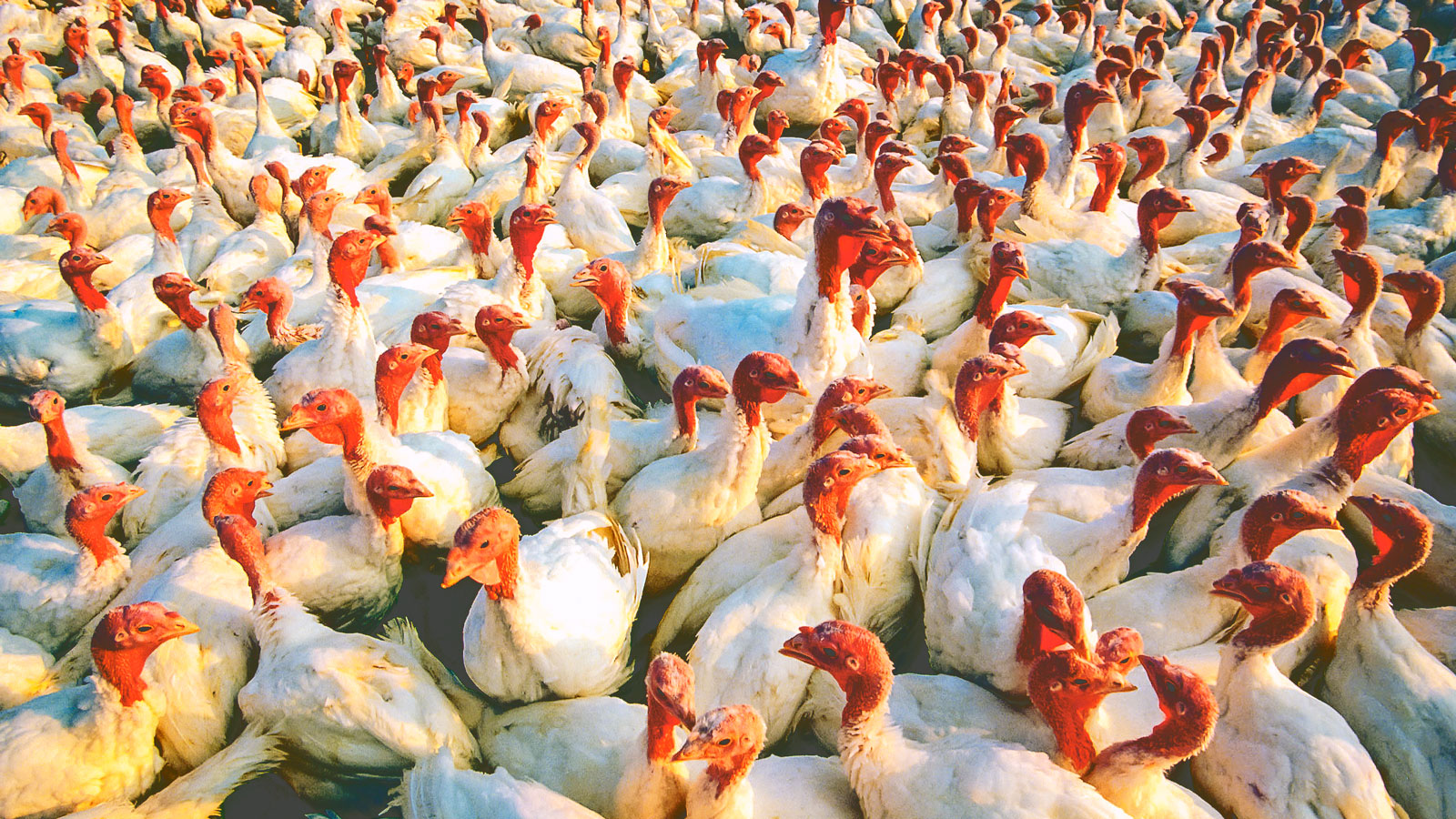 broad-breasted white turkeys