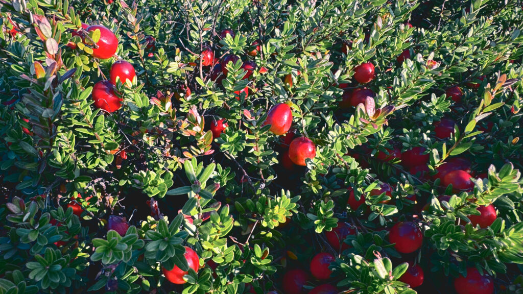 Ripe cranberries on the vine.