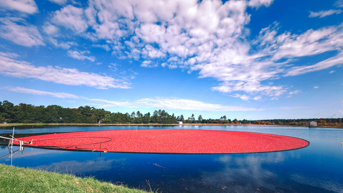 In New England, Two Sisters Grow Cranberries for Your Holiday Table