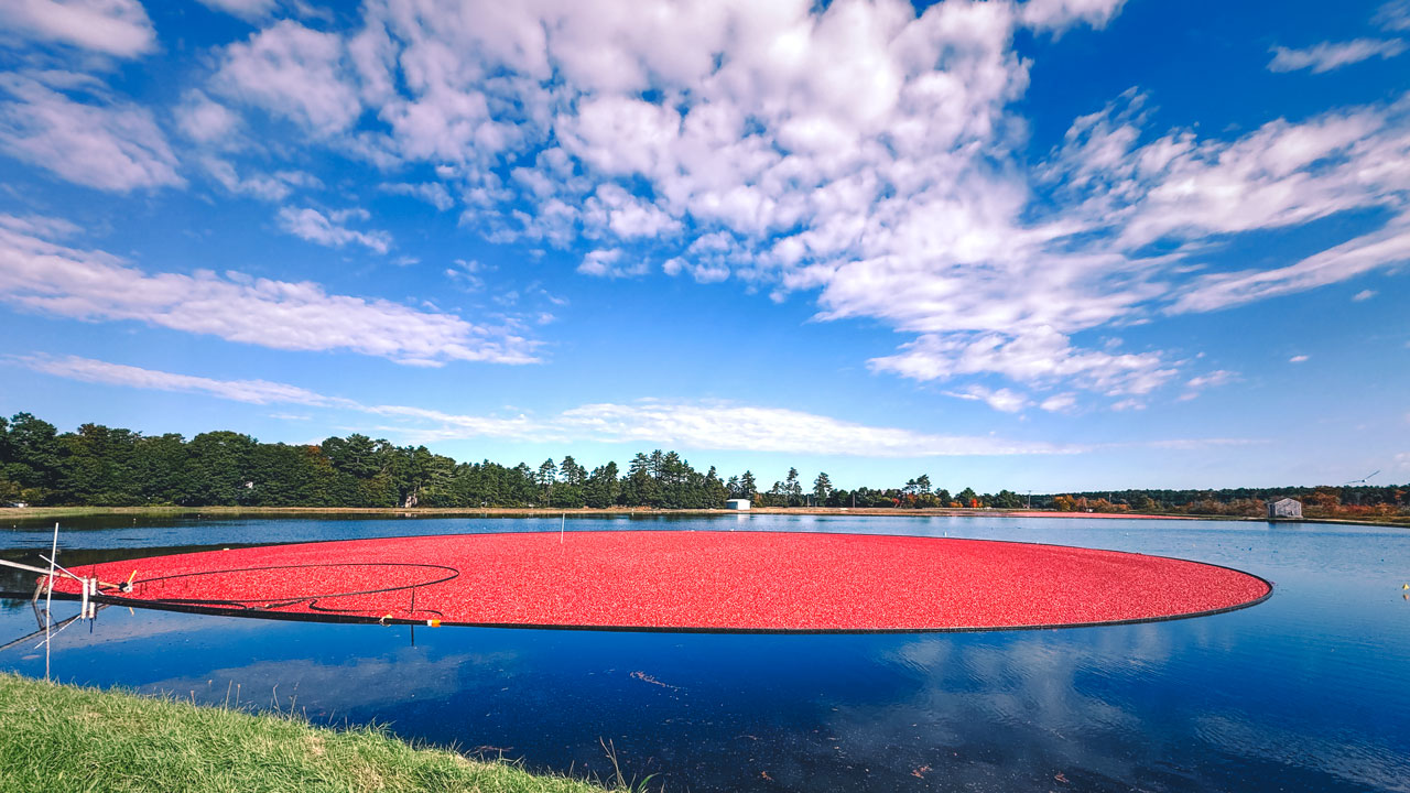 A cranberry bog with corralled cranberries during the harvest.