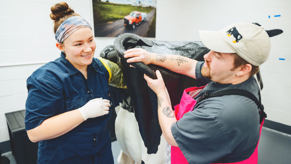 Lindsey Denooyer feels for the calf inside the mother teaching cow with Tyler Ward.