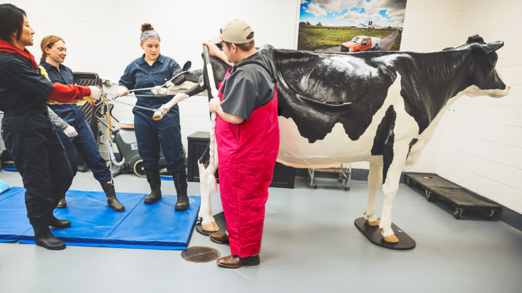 Students gently pull the calf out of the teaching cow using chains.