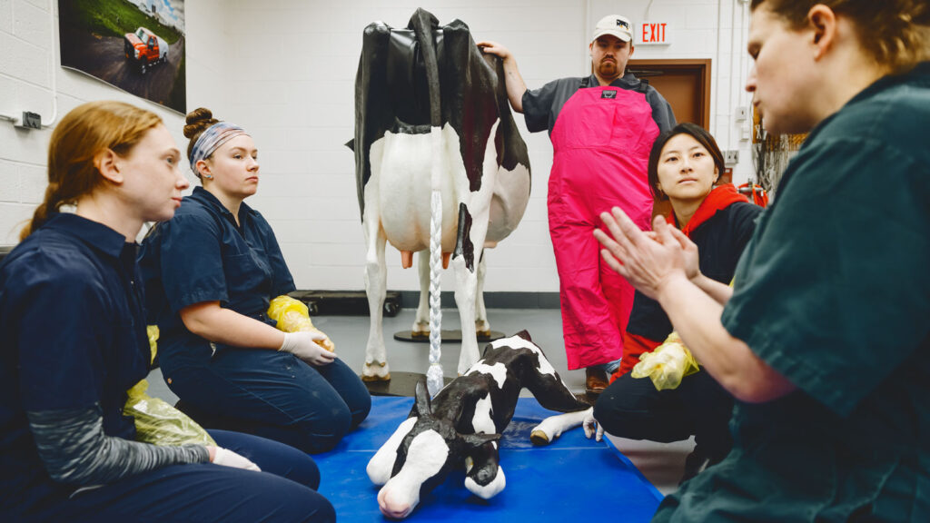 Taika von Konigslow teaches the veterinary students about how to assess a calf after birth.