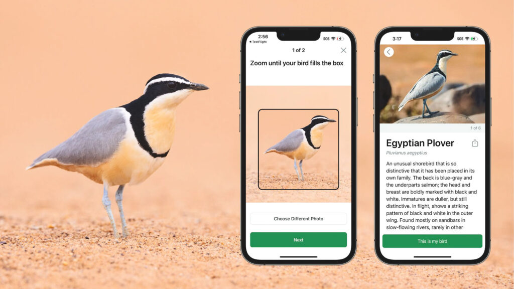 An Egyptian Plover next to the Merlin app display of the bird.