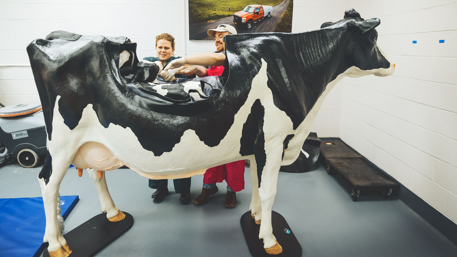 Taika von Konigslow and Tyler Ward put the calf inside the teaching cow.