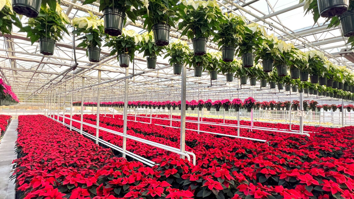 Alumni Ag Experts Help Protect NY’s Poinsettia Industry