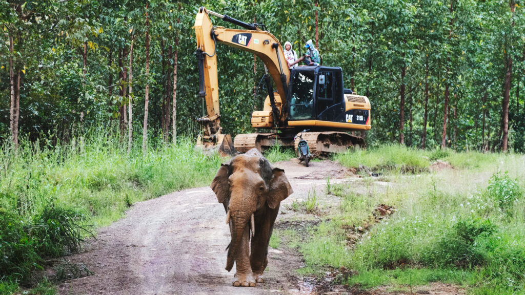 An Asian Elephant walks away from an excavator.