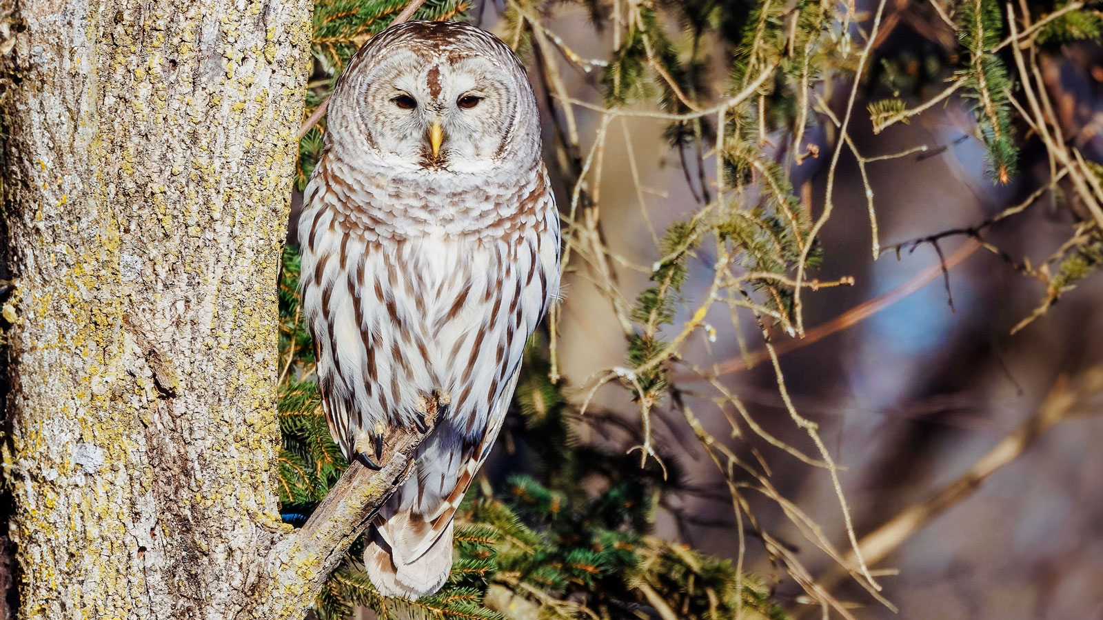 A barred owl in a tree.