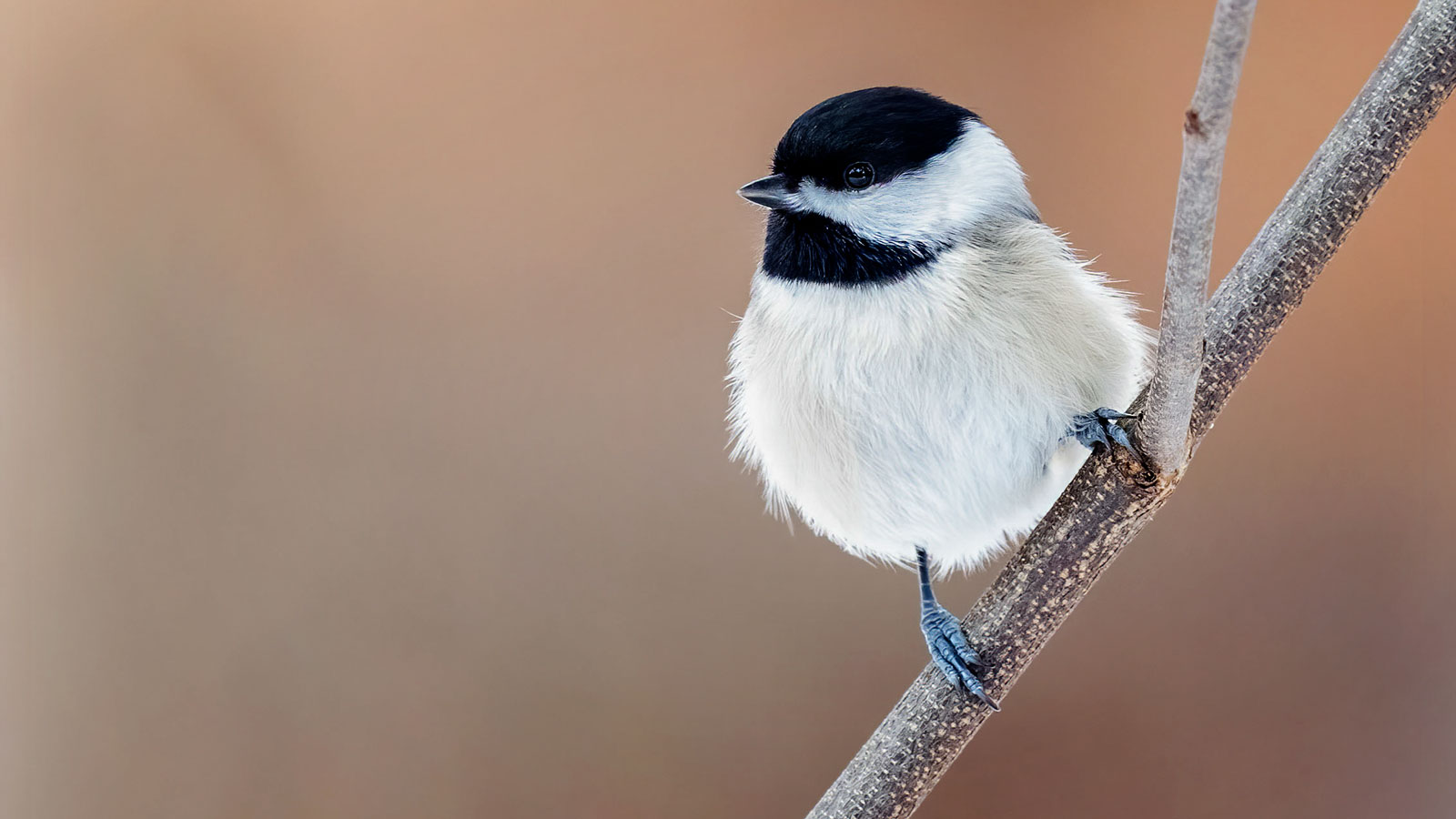 A Carolina chickadee perched on a thin branch.